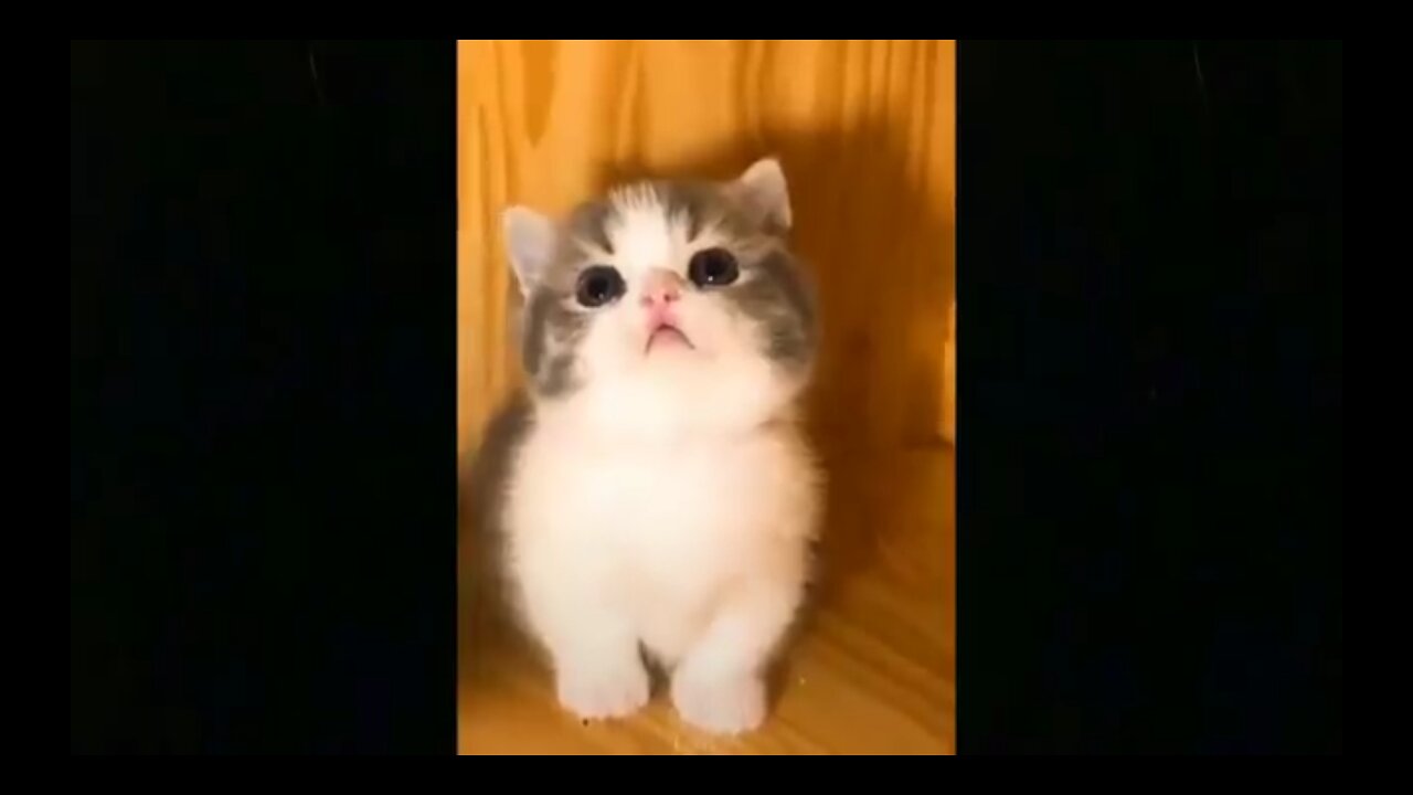 funny animal videos