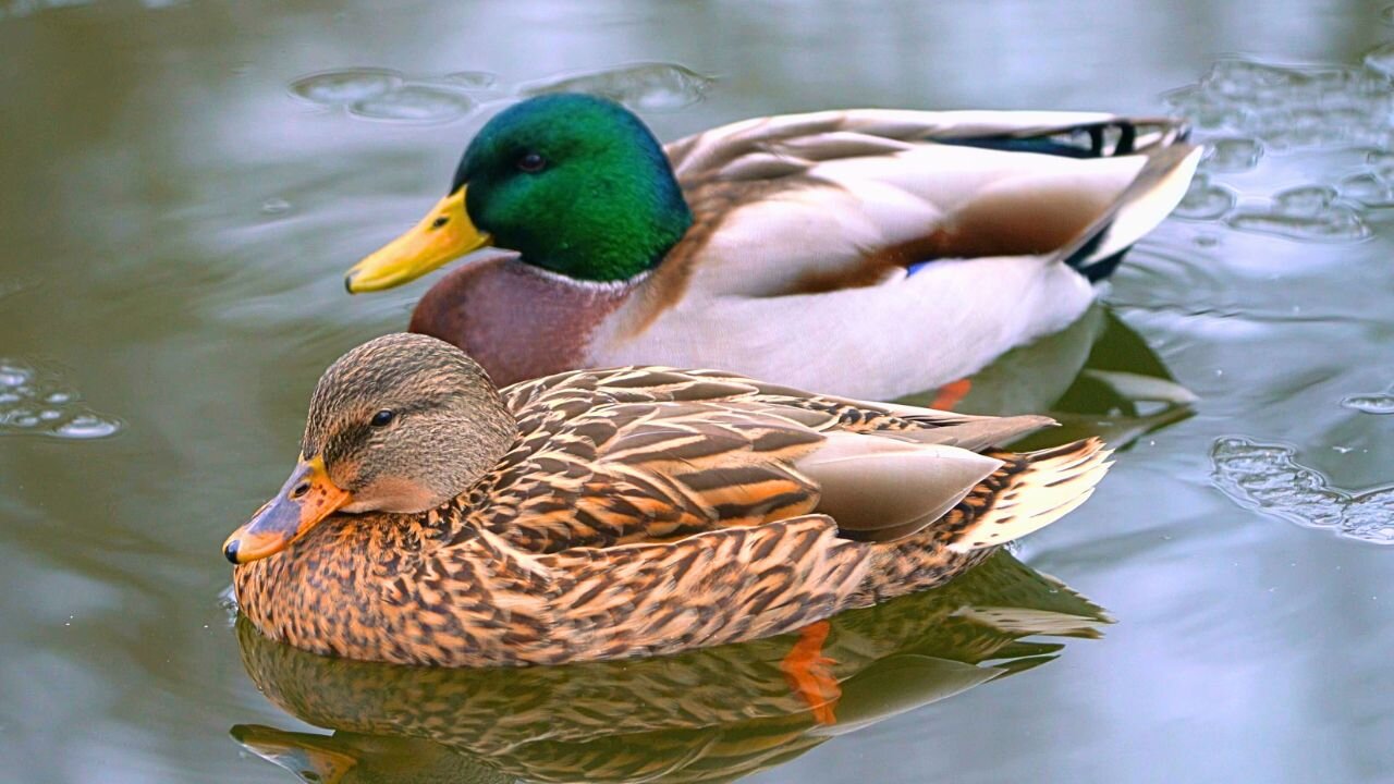 Arctic Mallard Ducks Swimming, Floating and Napping in Icy Waters