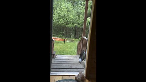 Spotted fawn & mama doe visit me