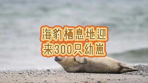 海豹栖息地迎来300只幼崽
