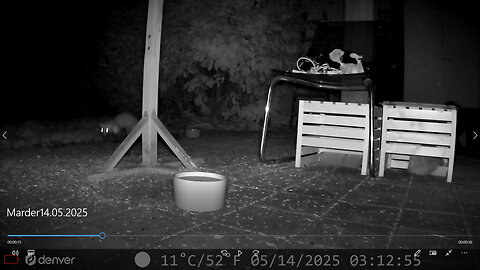 Marten and hedgehog - Marder und Igel