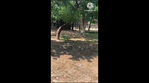 satisfying Video