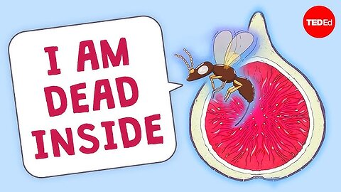 Are there really dead wasps in figs?