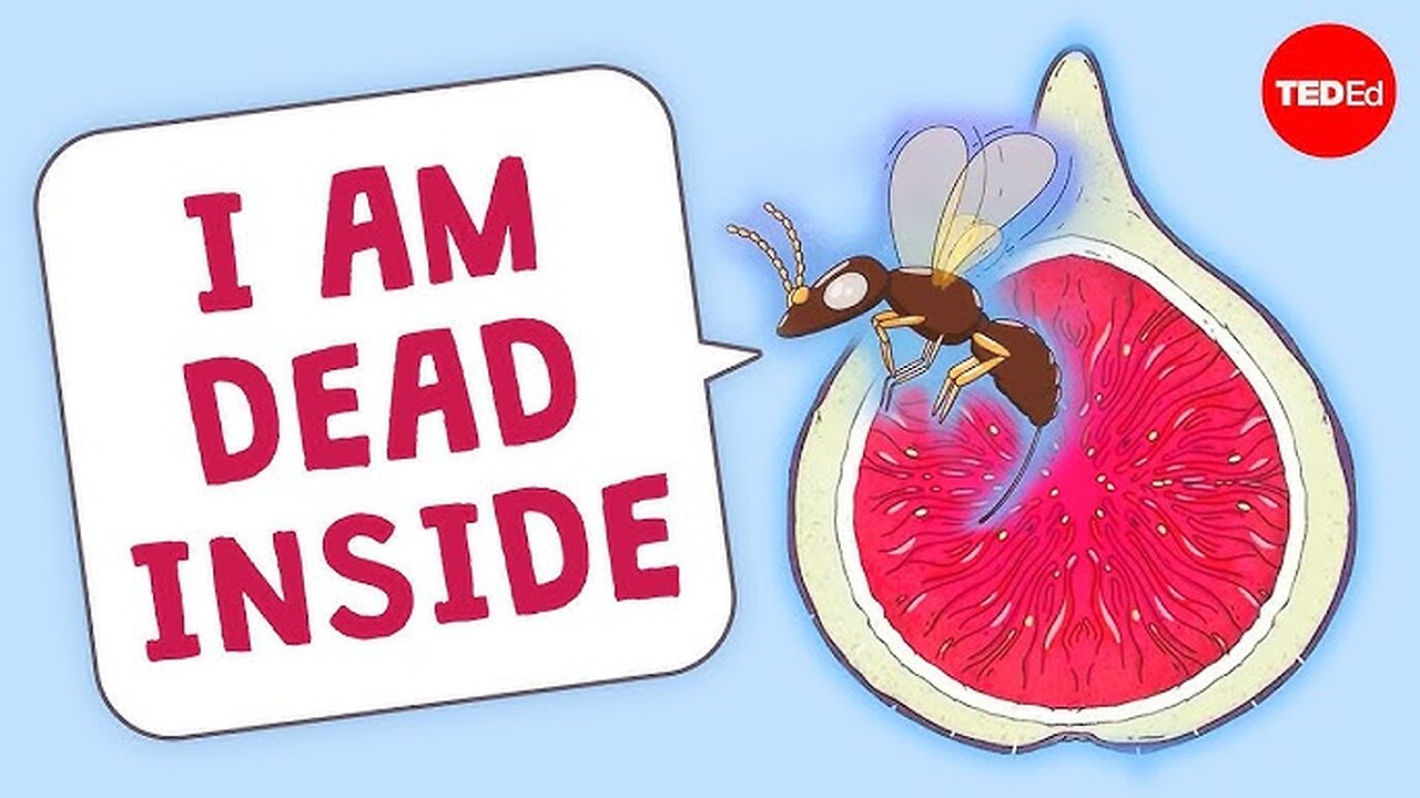 Are there really dead wasps in figs?