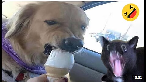 Funny Dogs And Cats Videos 2024 😅 - Best Funniest Animal Videos Of The week #