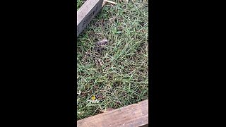 FROG OR TOAD?