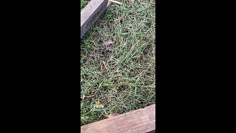 FROG OR TOAD?