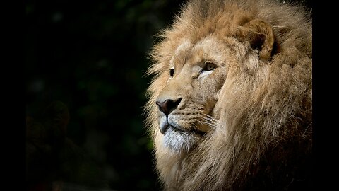 Wild animals should stay wild