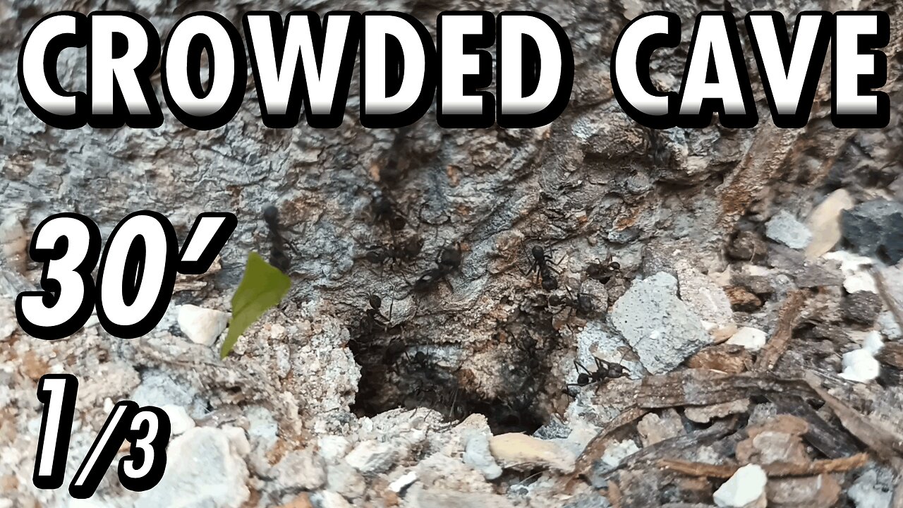 ASMR | Look at this beautiful flow of ants, in and out of the fortress of the tree - 30' 1/3