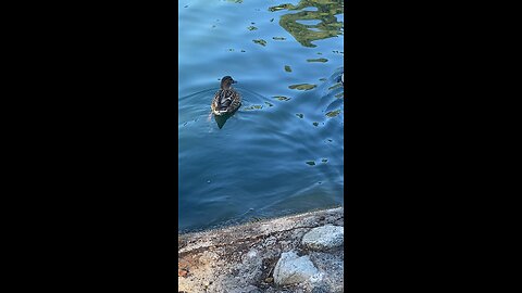 Mallard Ducks 🦆 #mallardducks #ducks #duck #viral #followme #trending #shorts