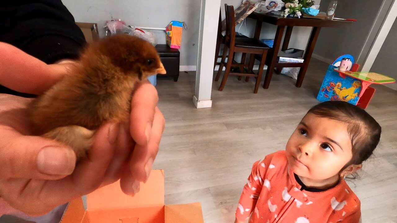 Day 3 Baby Chickens: New Brooder Chaos with BabyChicks