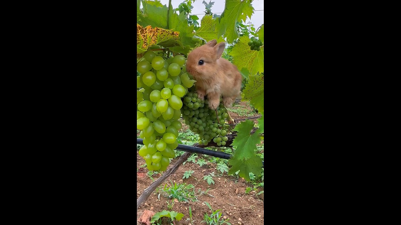 little animal