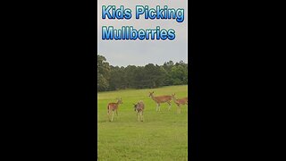 Kids Picking Wild Mullberries