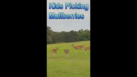 Kids Picking Wild Mullberries