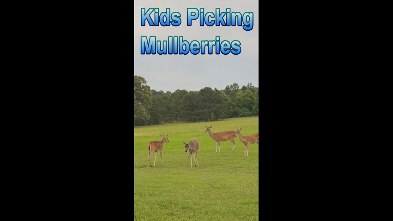 Kids Picking Wild Mullberries