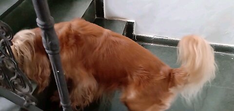 dogshow entertainment film Animals pet cute