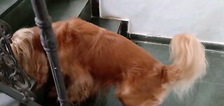 dogshow entertainment film Animals pet cute