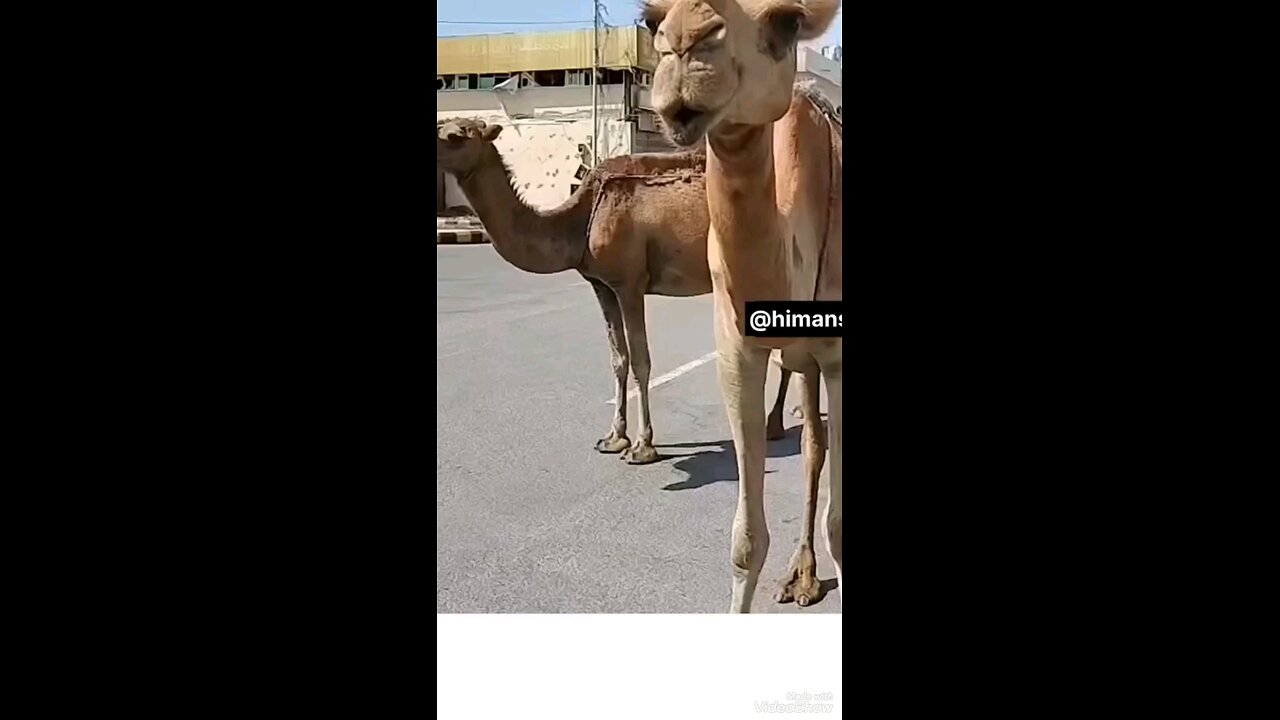 Dekho donon ki Shakal ek number ke