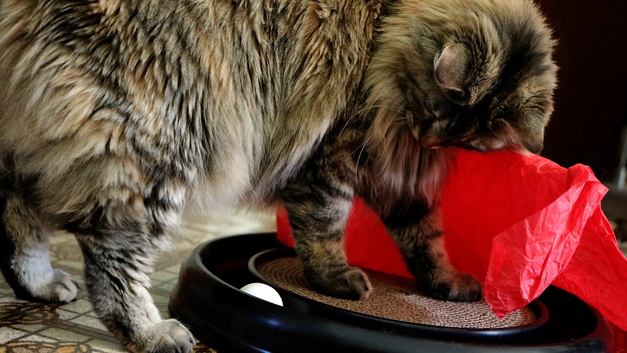 Leia Plays with Ball Track Toy