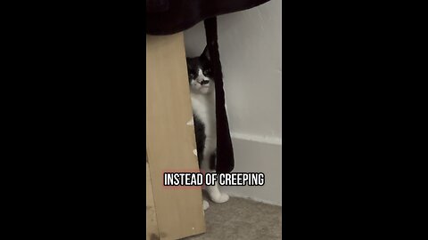 My cats to shy to ask for food