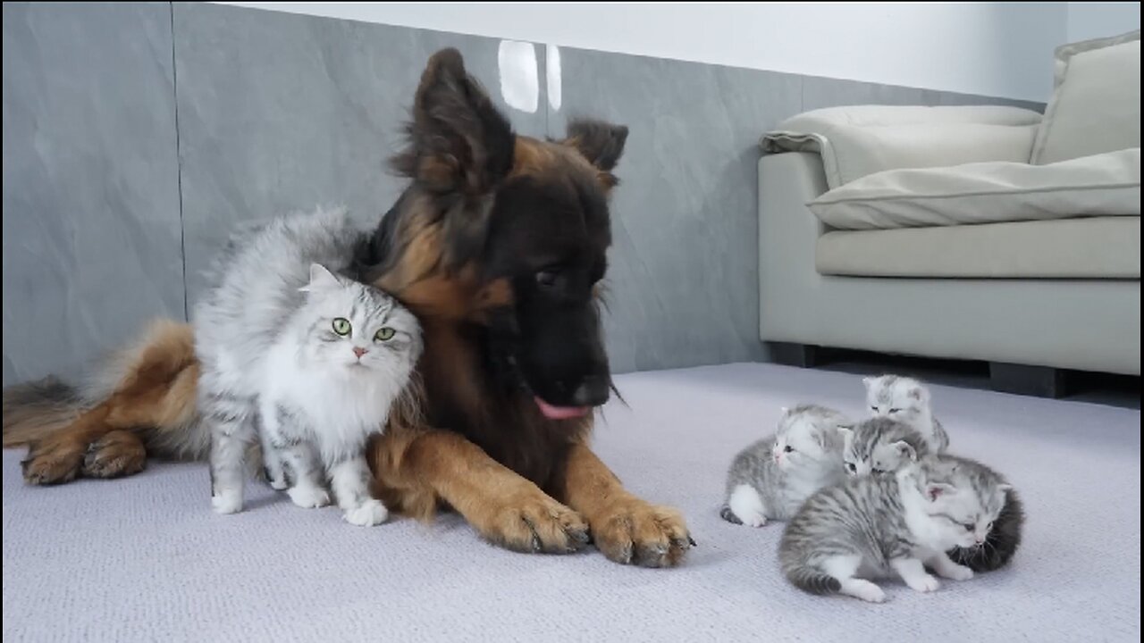 Animals-dogs and cats
