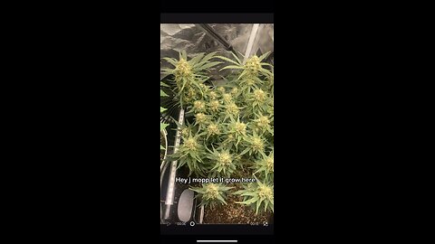 Hindu Kush full flower ready for the🪓🪓🪓