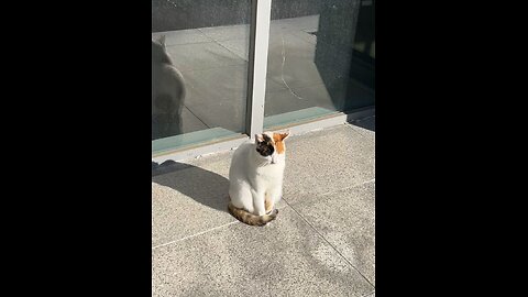 Cute cat soaking up the sun☀️☀️