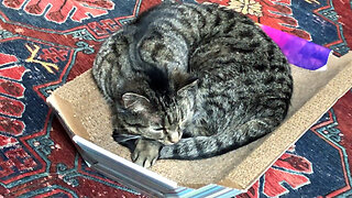 February 5, 2020 - Finding a Better Sleep Position / Belle Bells The Cat