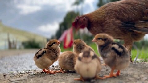 birds