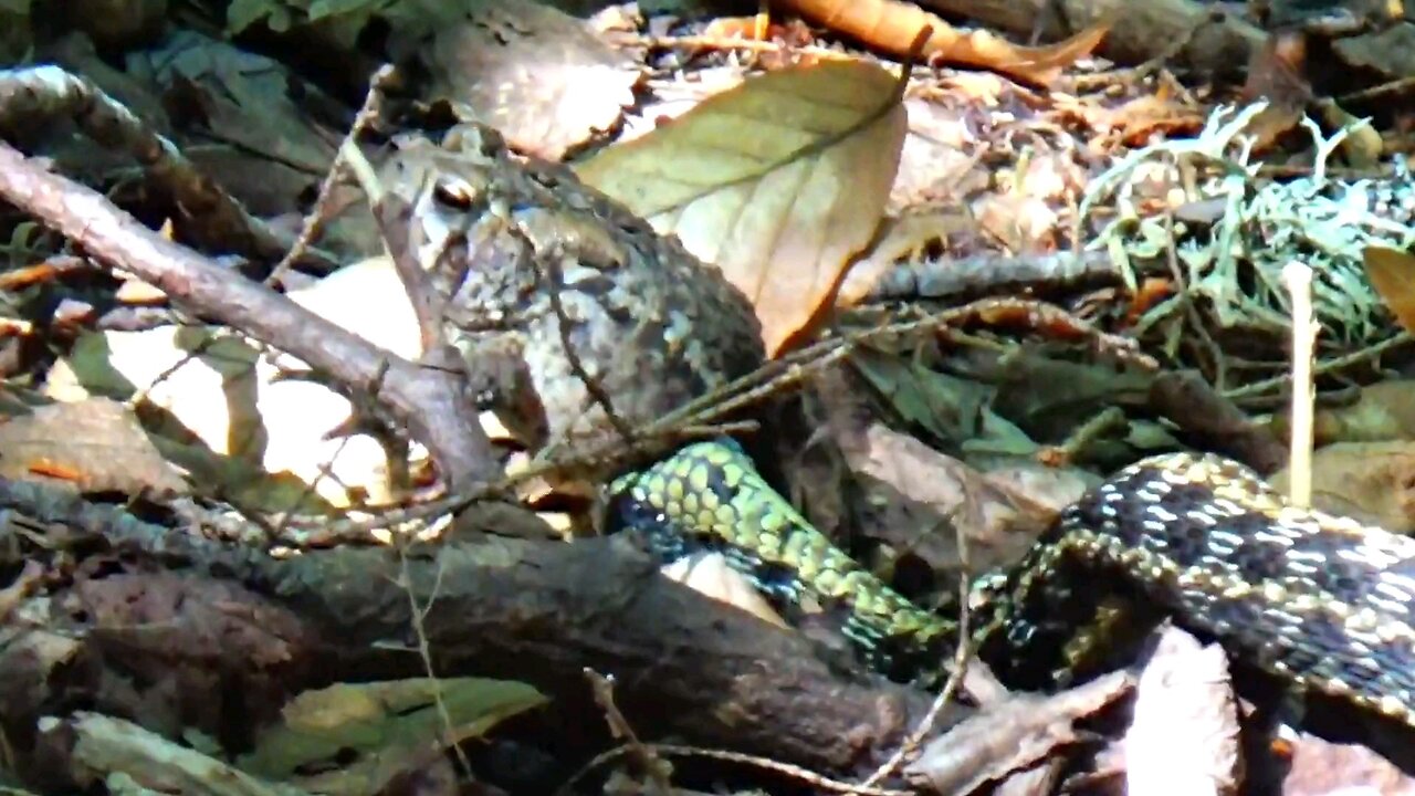 Garter snake eating a toad
