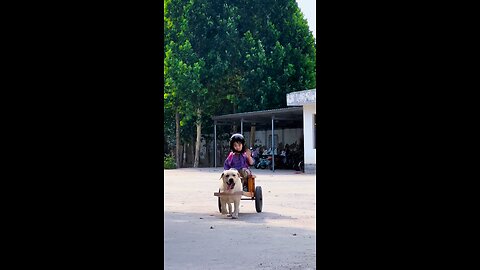 A Labrador retriever sends a child to school.