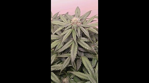 my Mimosa Cake auto