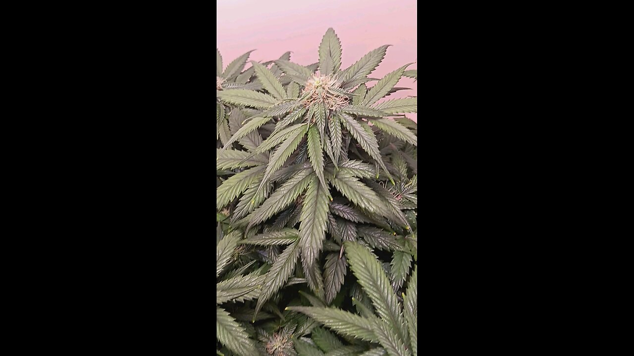 my Mimosa Cake auto