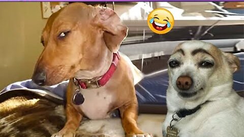 New Funny Cat and Dog Videos 😹🐶 Funniest Animals 🤣 Part 16