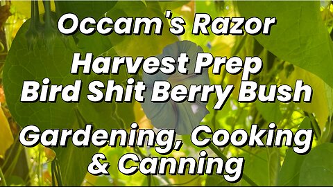Berry Bush Harvest Prep - Occam’s Razor Gardening, Cooking & Canning