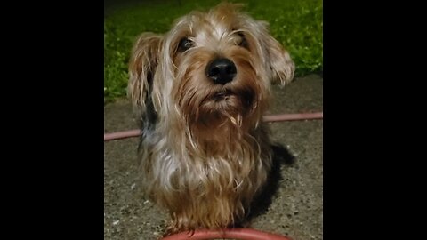 Batman's Sad Eyes #yorkies #funnydogs #sadeyes
