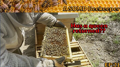 SOMD Beekeeping ep: 21 - Mid august inspections - pt1