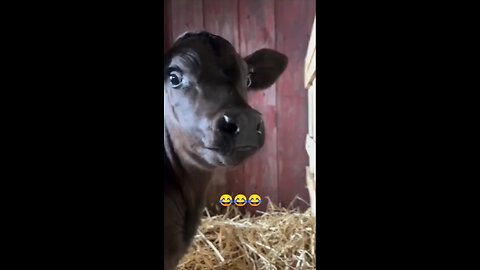 funny videos