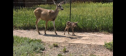 Newborn baby deer