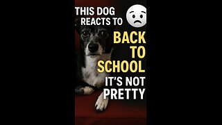 This dog Reacts to Back to School—It’s Not Pretty