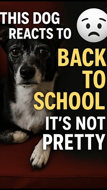 This dog Reacts to Back to School—It’s Not Pretty