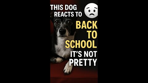 This dog Reacts to Back to School—It’s Not Pretty