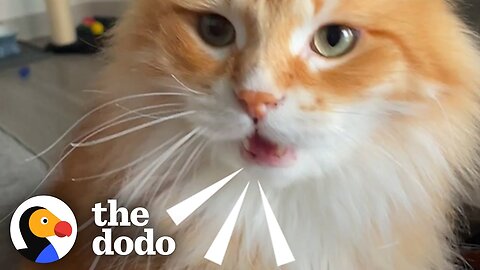 Cat Screams At His Mom When His Sister’s Not Home | The Dodo