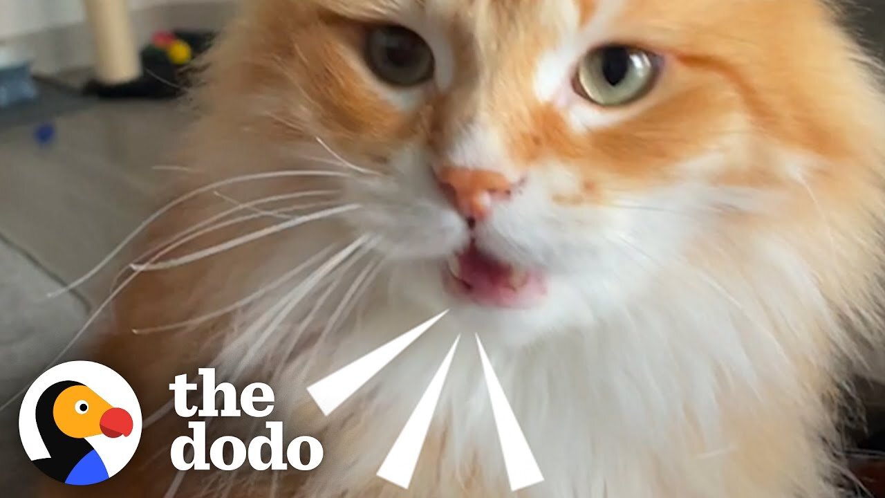 Cat Screams At His Mom When His Sister’s Not Home | The Dodo