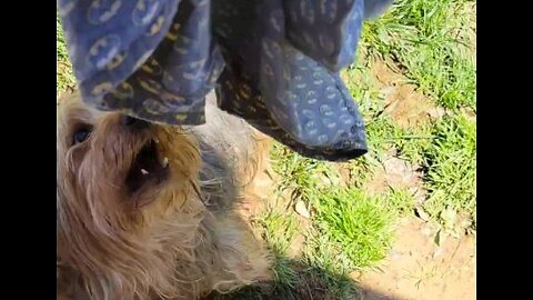 Batman outwits me in the Great Underwear Robbery! #funnydogs #yorkie #batman