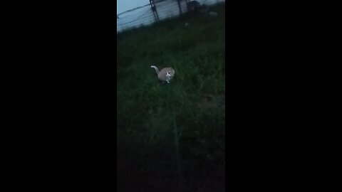 Camo Escape Artist