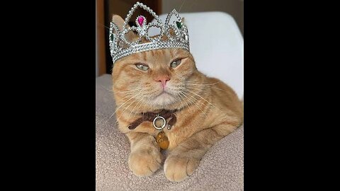 A selection of funny moments with animal #10