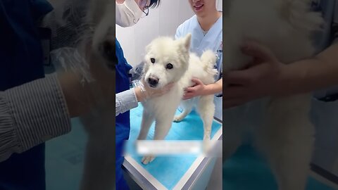 A bunch of street dogs attacked a smaller dog and the guy saved him