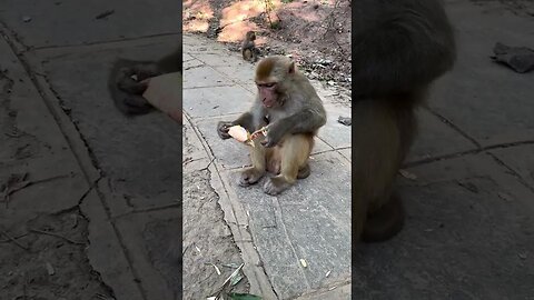 Check the cleanliness of the monkey in the sanctuary when eating cake