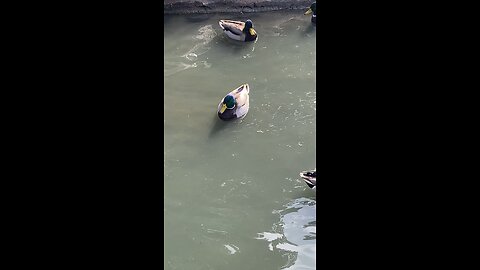 Mallard Ducks 🦆 & Canada Goose 🪿 #subscribe #mallardducks #canadagoose #shorts #viral #trending